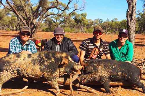 Pig Hunting with Dogs in Australia
