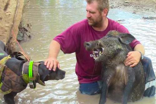 Australian Pig Dogging