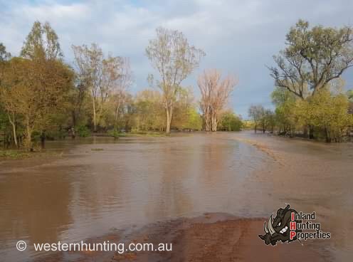 Blackwater Pig Hunting