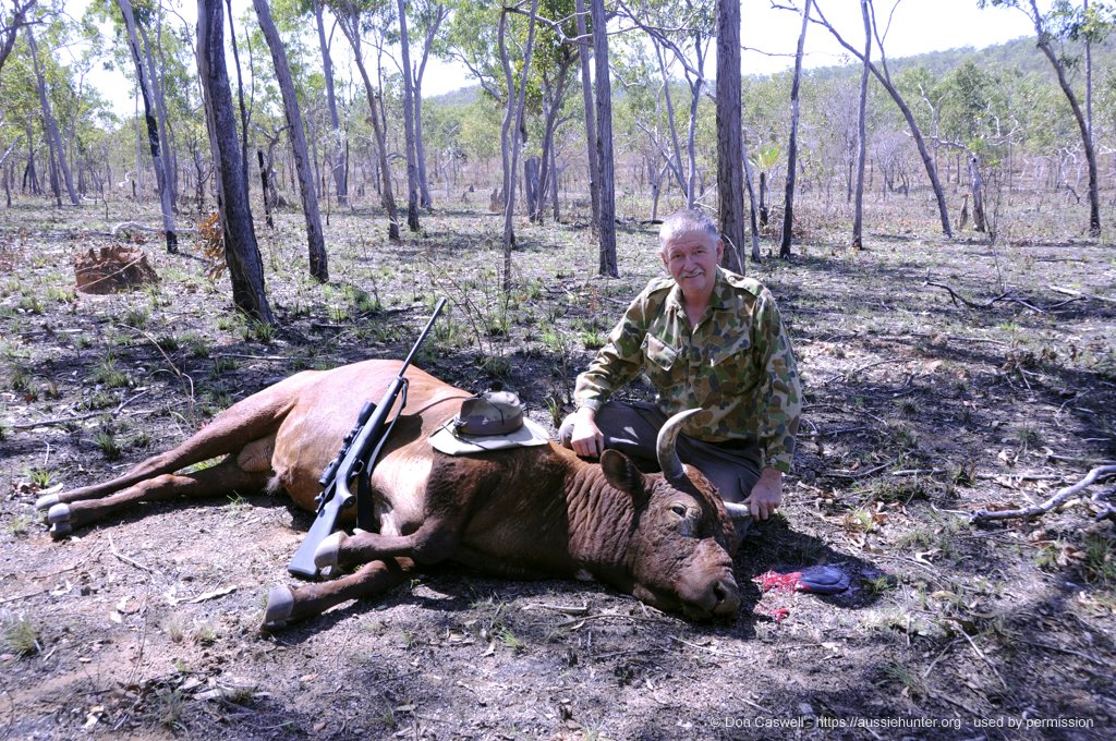 Buffalos, Bulls And Crocs