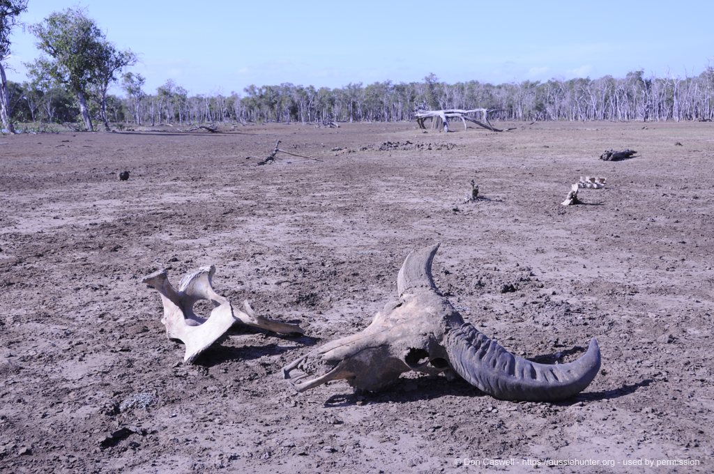 Buffalos, Bulls And Crocs