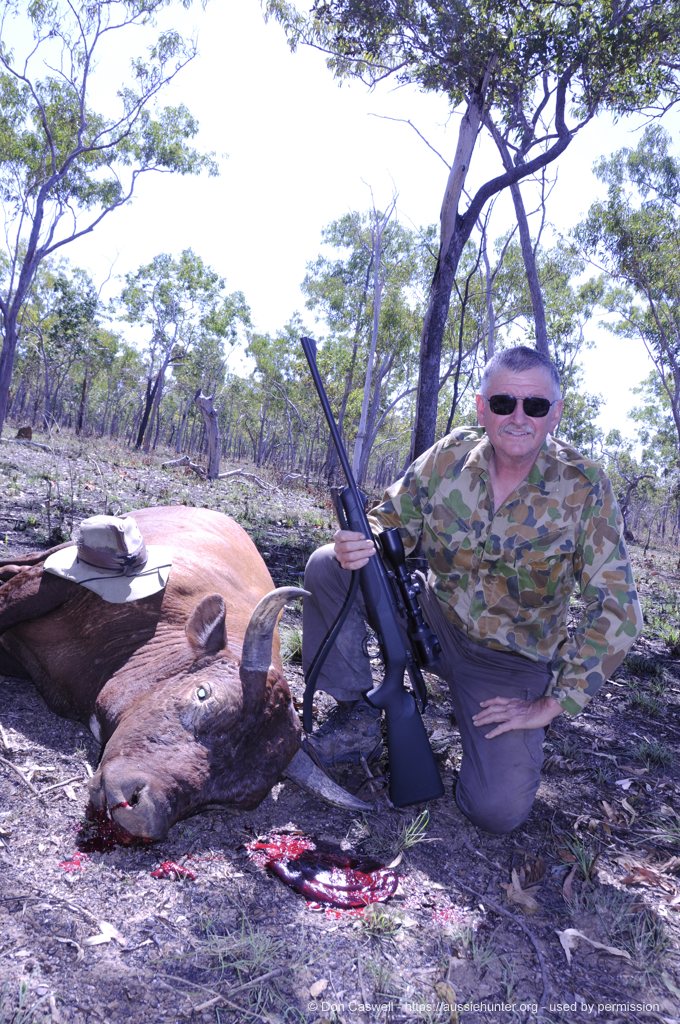 Buffalos, Bulls And Crocs