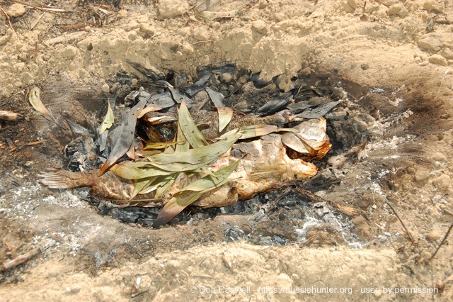 bush tucker fish steamed ground oven