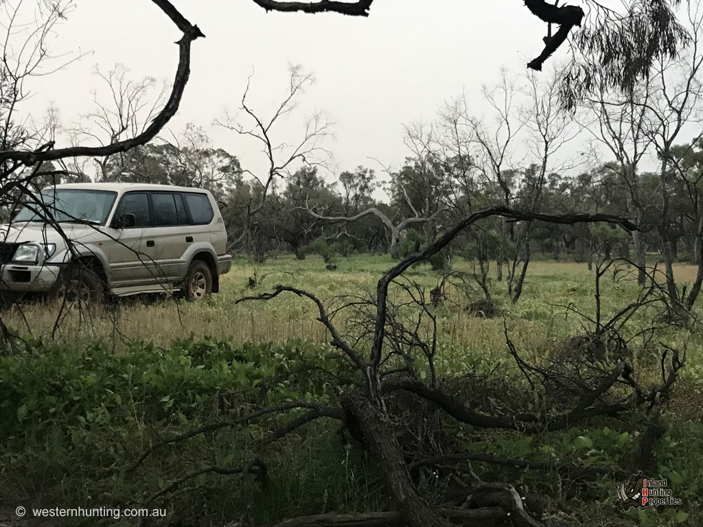 Cunnamulla Hunting