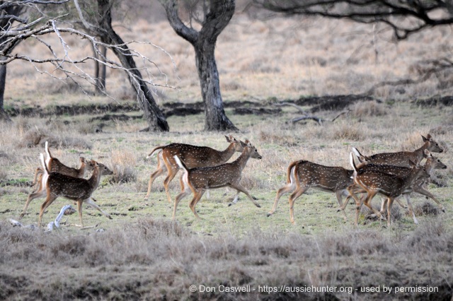 guided deer hunting inland hunting properties 728