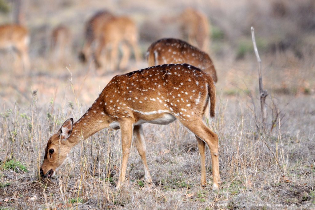 Hunting Chital Deer