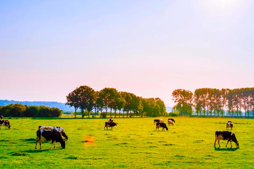 Central West NSW Cattle Station