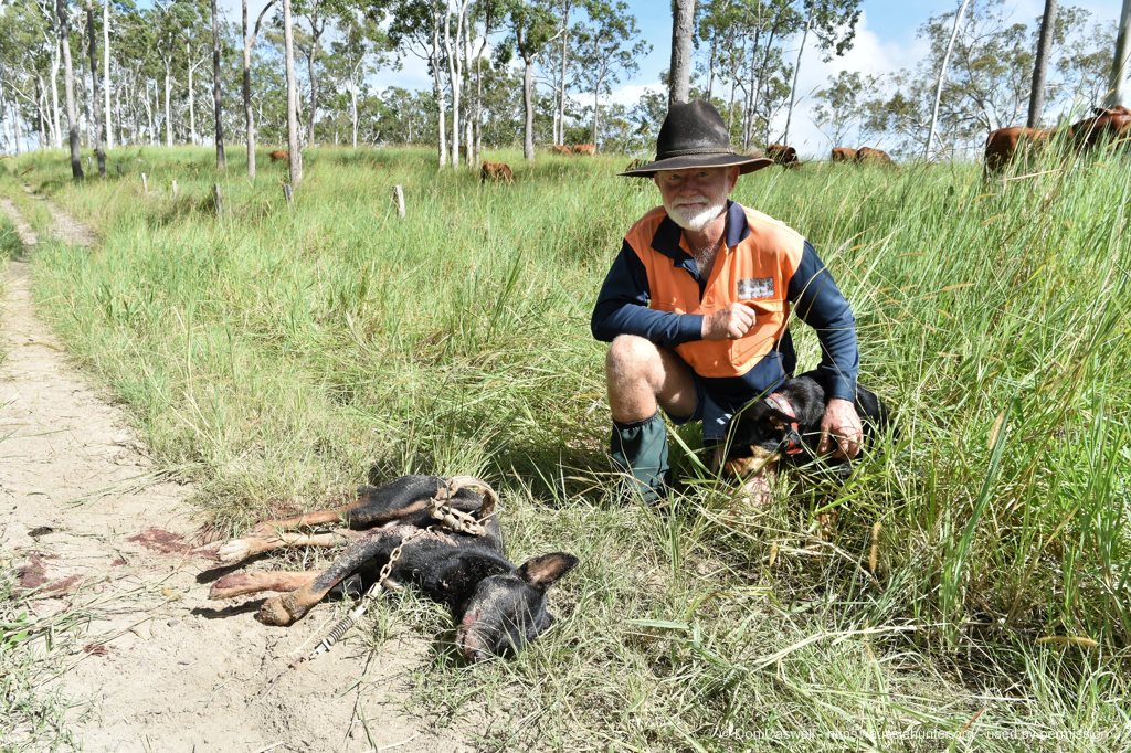 Hunting Wild Dogs