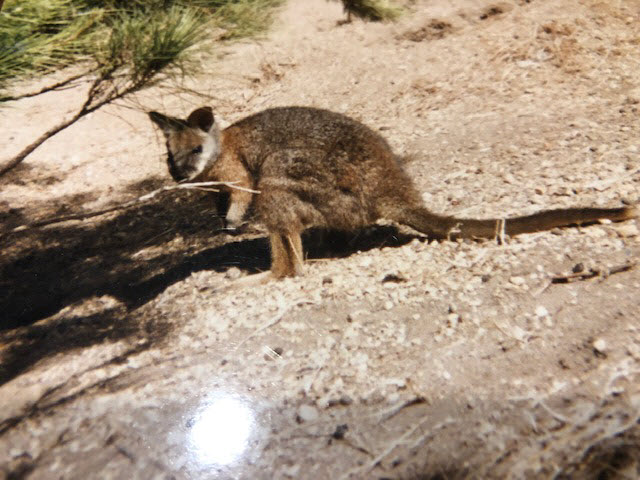 Little Kangaroo on Kangaroo Island