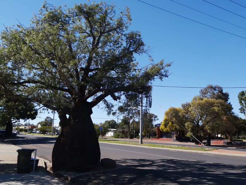 Boab Bottle Tree in Mitchell