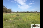 Springsure #1 QLD Hunting Property