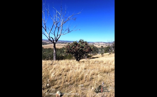 Stanthorpe #1 QLD Hunting Property