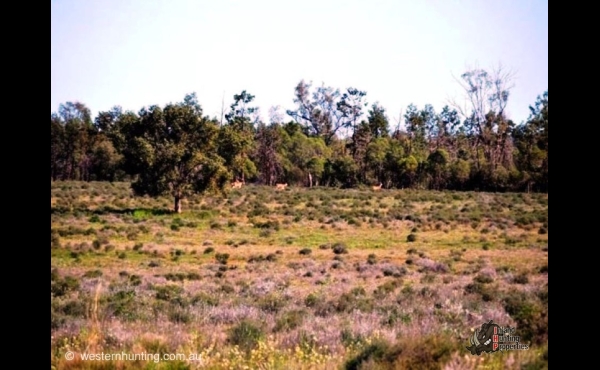 Hermidale #4 NSW Hunting Property