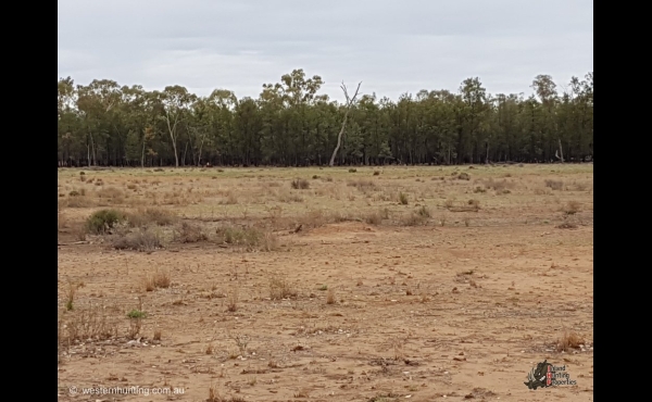 Westmar #3 QLD Hunting Property