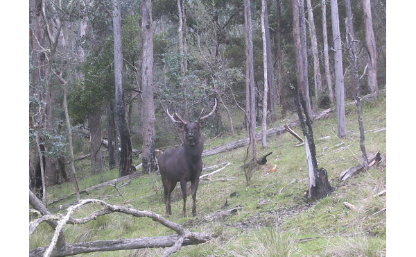 Burrowye #1 VIC Hunting Property