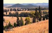 Parkes #1 NSW Hunting Property