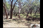 Charleville #2 QLD Hunting Property