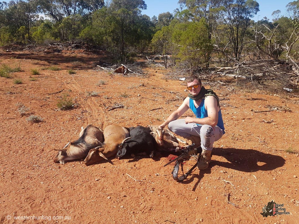 Looking For Pig Goat Hunting Properties Come To Byrock