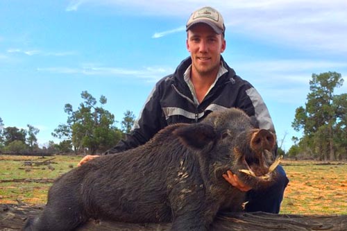 Pig hunting in Australia