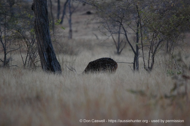 stalking wild game hunting 221