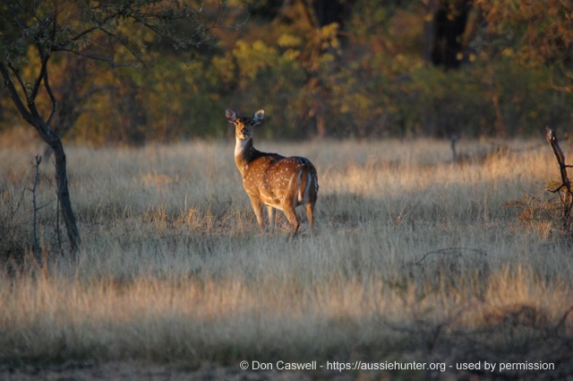 This wary hind will give the show away if we make the slightest movement