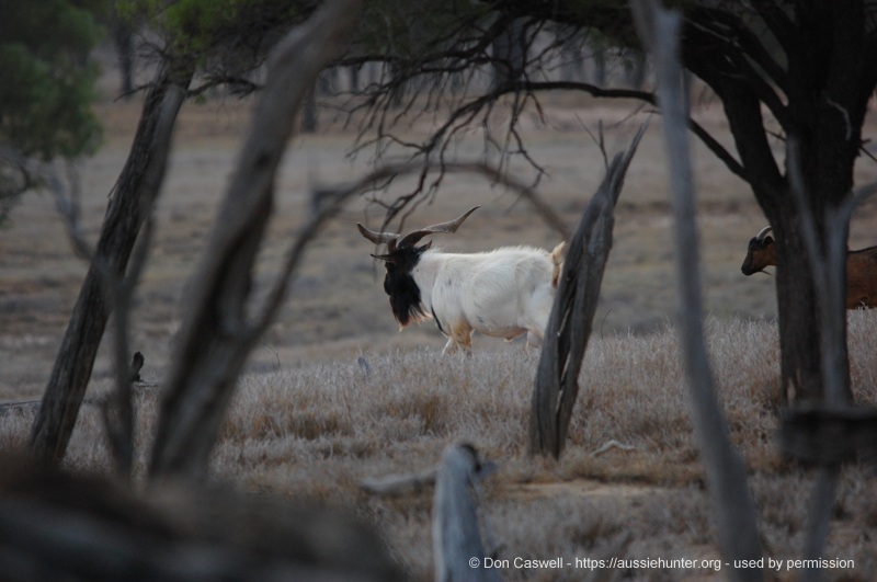 Feral Goats