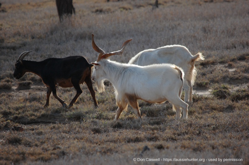 the goat challenge inland hunting properties