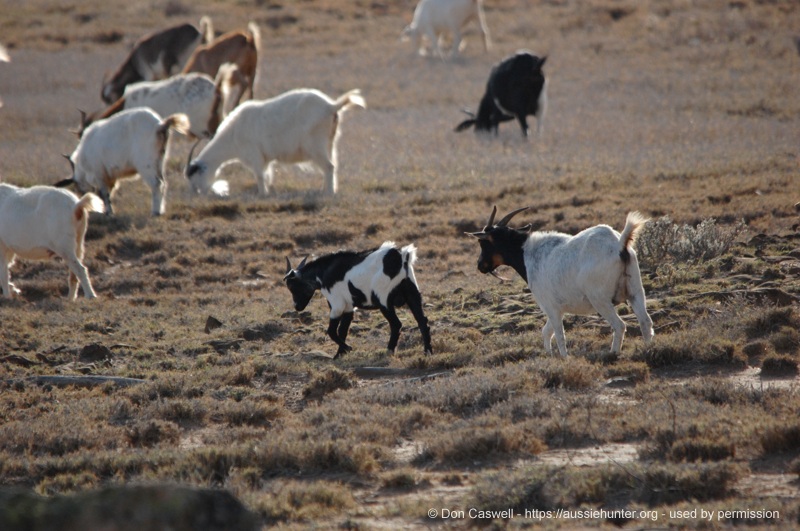 the goat challenge inland hunting properties 378