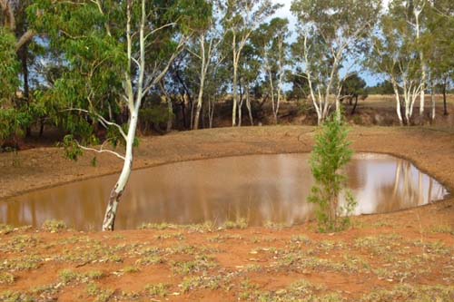 Catch Yabbies in Freshwater Dams